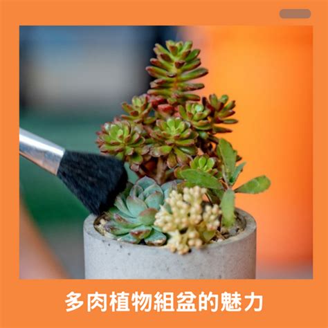 多肉植物|2024年多肉植物完全指南：從挑選技巧到養護秘訣，一次掌握！